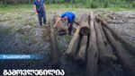 სამართალდარღვევა მარტვილში: სოფელ კურზუში „წითელი ნუსხის“ წაბლის ხეები უკანონოდ მოიპოვეს